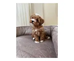 Cute playfull maltipoo  puppies available