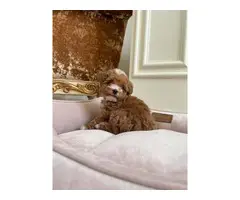 Cute playfull maltipoo  puppies available - 2