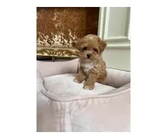 Cute playfull maltipoo  puppies available - 5