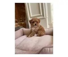 Cute playfull maltipoo  puppies available - 6