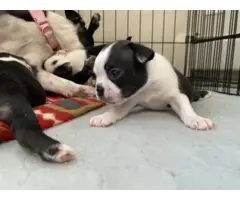 Boston terrier puppies for sale - 2