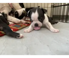 Boston terrier puppies for sale - 3