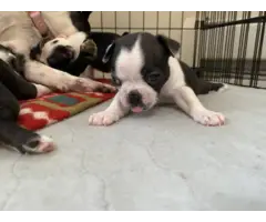 Boston terrier puppies for sale - 4