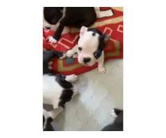 Boston terrier puppies for sale - 5