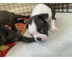 Boston terrier puppies for sale - 6