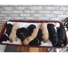 Full AKC Lab Puppies for Sale - 1