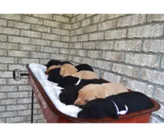 Full AKC Lab Puppies for Sale - 3