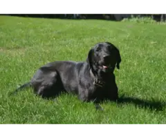 Full AKC Lab Puppies for Sale - 5