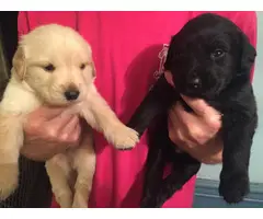 Goldador Puppies - Golden Retriever & Labrador Retriever Mix