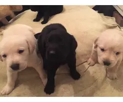 Goldador Puppies - Golden Retriever & Labrador Retriever Mix - 2