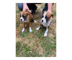 2 Purebred Boxer Puppies for sale