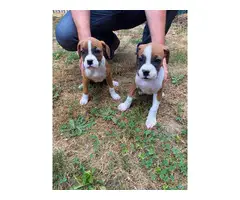 2 Purebred Boxer Puppies for sale - 2