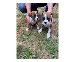 2 Purebred Boxer Puppies for sale - 3