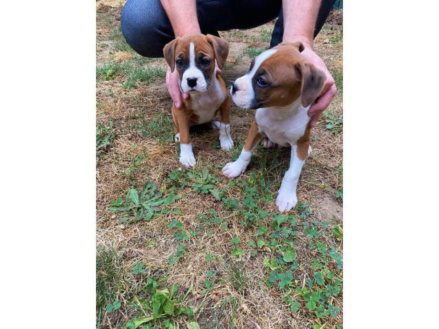 2 Purebred Boxer Puppies for sale Portland Puppies for