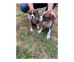 2 Purebred Boxer Puppies for sale - 4
