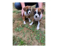 2 Purebred Boxer Puppies for sale - 5