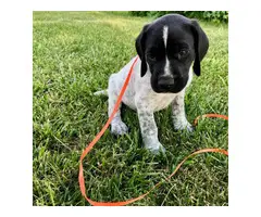 AKC German Shorthaired Pointer puppies for sale