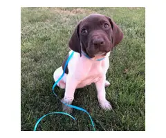 AKC German Shorthaired Pointer puppies for sale - 2