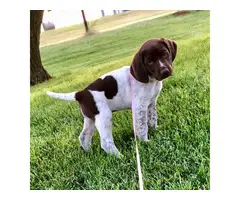 AKC German Shorthaired Pointer puppies for sale - 3