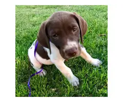AKC German Shorthaired Pointer puppies for sale - 4