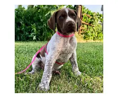 AKC German Shorthaired Pointer puppies for sale - 5