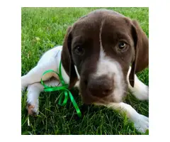 AKC German Shorthaired Pointer puppies for sale - 6