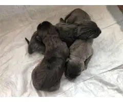 Blue and black AKC Great Dane puppies for sale