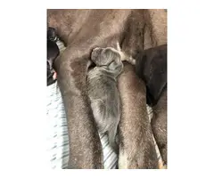 Blue and black AKC Great Dane puppies for sale - 2