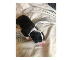 Blue and black AKC Great Dane puppies for sale - 5