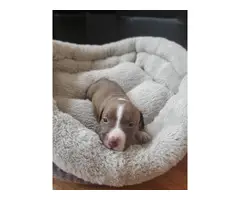 Adorable Pitbull puppies - 2