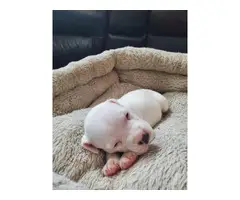 Adorable Pitbull puppies - 3