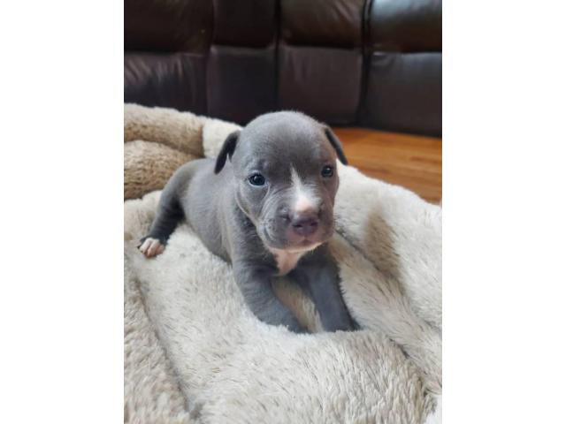 Adorable Pitbull puppies in Atlanta, Puppies for Sale Near Me