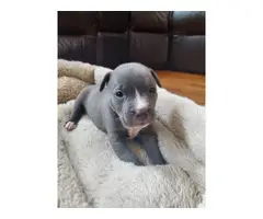 Adorable Pitbull puppies - 4