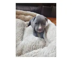 Adorable Pitbull puppies - 5