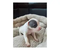 Adorable Pitbull puppies - 6
