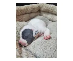 Adorable Pitbull puppies - 7