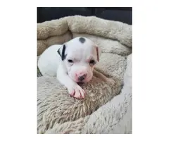 Adorable Pitbull puppies - 8