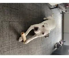 Adorable Pitbull puppies - 9