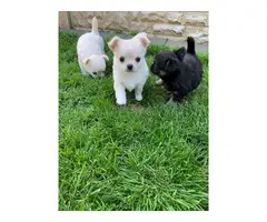 Sweet Chihuahua puppies - 1