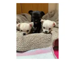 Sweet Chihuahua puppies - 2