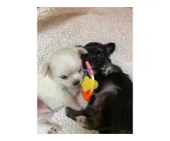 Sweet Chihuahua puppies - 3