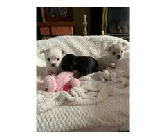 Sweet Chihuahua puppies - 4