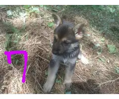 6 German shepherd puppies for new home - 2