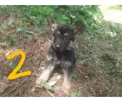6 German shepherd puppies for new home - 4