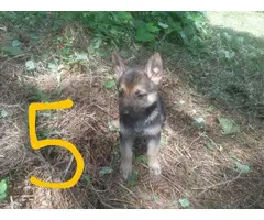 6 German shepherd puppies for new home - 7