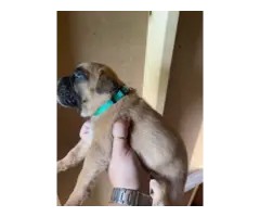 Male Boxer puppies AKC full breeding rights - 2