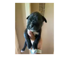 Male Boxer puppies AKC full breeding rights - 5