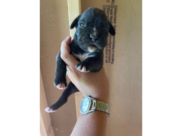 Male Boxer puppies AKC full breeding rights in Terre Haute