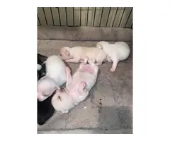 Tiny chihuahua puppies