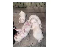 Tiny chihuahua puppies - 2